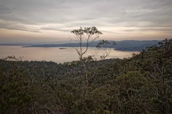 Coles Bay, tree